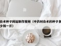 白术种子网站制作视频（中药材白术的种子多少钱一斤）